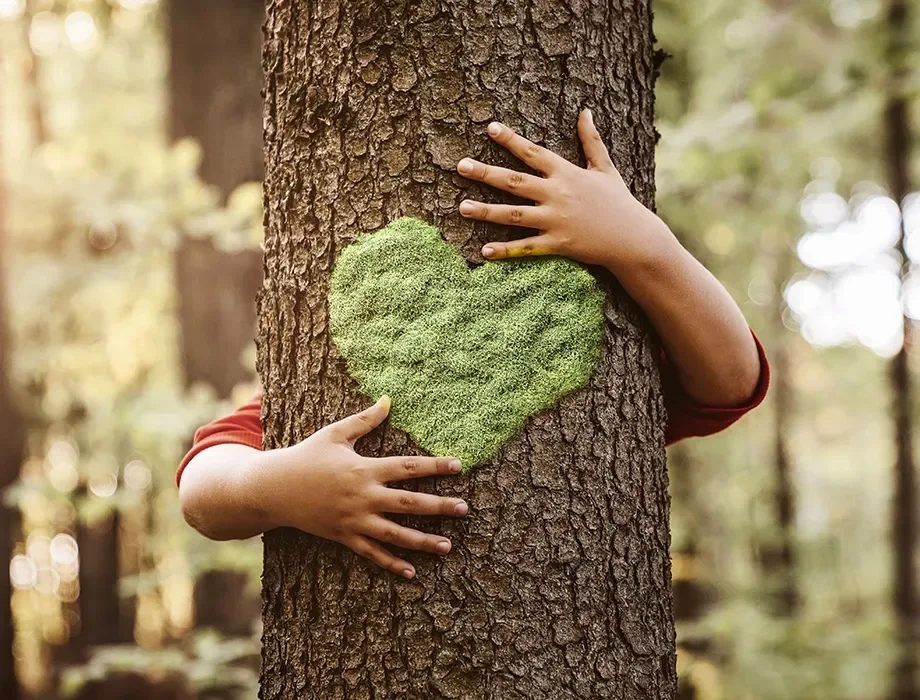 Sustainable forestry for Hywood